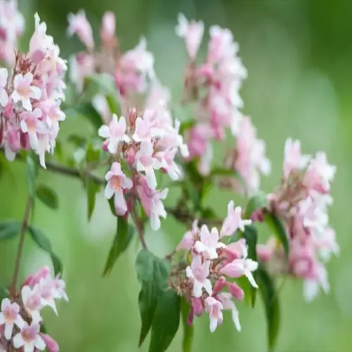pink beauty bush flowers blooming on leafy branches with a soft green background
