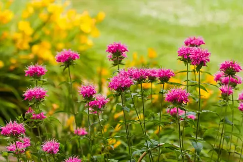 pink bee balm monarda flowers blooming in a lush garden with yellow flowers behind