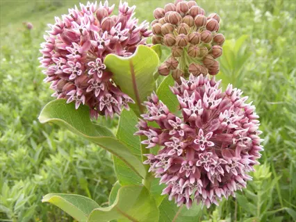 pink common milkweed flower clusters with broad green leaves in a grassy field