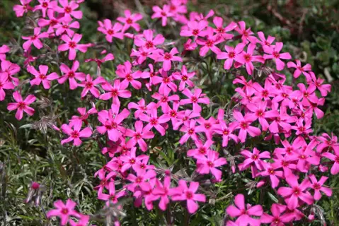 pink creeping phlox spring slope flowers blooming in dense groundcover