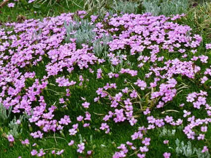 pink dianthus pinks rock garden flowers blooming among moss and silver foliage