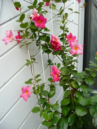 pink dipladenia flowers climbing beside white siding
