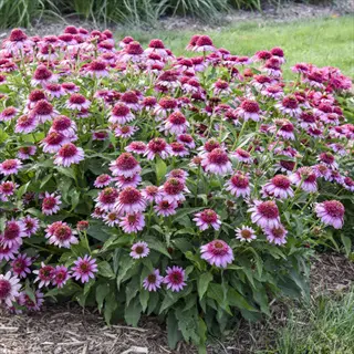 pink double coneflower hybrid blooms in a garden bed
