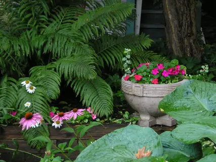 pink flowers and green ferns shade garden beside a stone planter with broad leaves