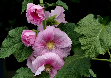 pink hollyhock tall flowers blooming among large green leaves