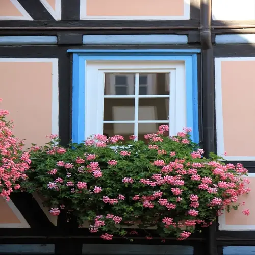 pink ivy geranium window box beneath a white window on a half-timbered house