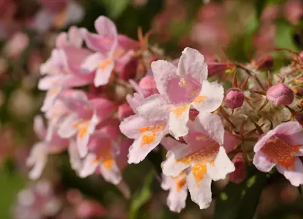 pink kolkwitzia amabilis flowers blooming on a leafy shrub