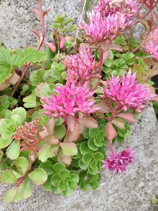 pink sedum stonecrop rock garden flowers growing among green succulent leaves and stones