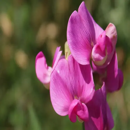 pink sweet pea vine flowers blooming against a soft green background
