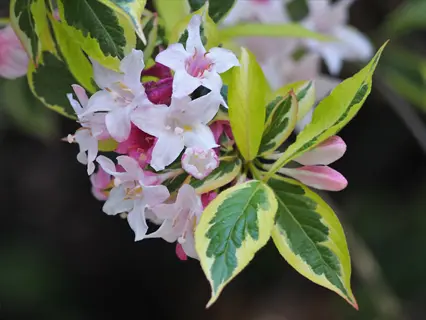 pink weigela flowers with variegated weigela leaves in close-up