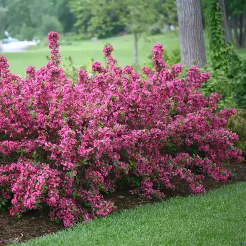 pink weigela shrub bloom in a landscaped garden beside a green lawn