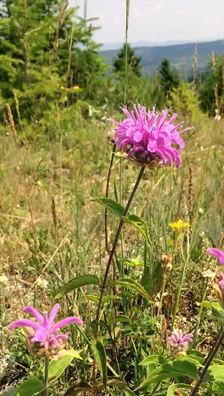 pink wild bergamot flower blooming in a sunny meadow with forested hills behind