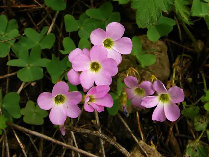 pink wood sorrel oxalis flowers blooming among green leaves on a forest floor