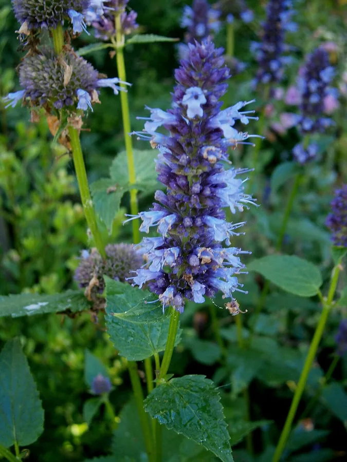 Hummingbird Mint