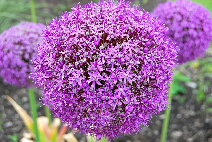 Giant Ornamental Onion