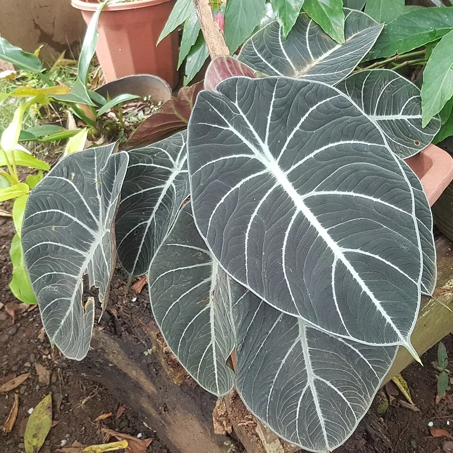 Black Velvet Elephant Ear