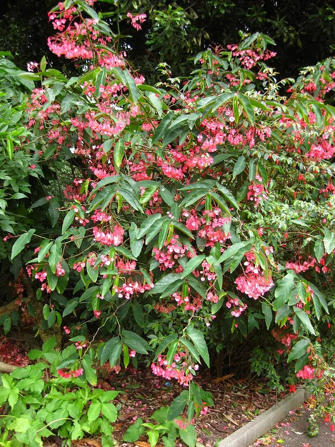 Angel Wing Begonia