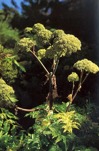 Garden Angelica