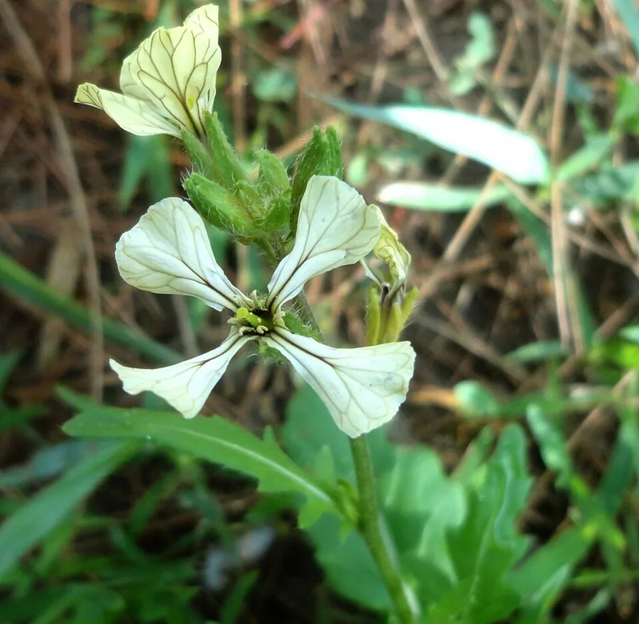 Arugula