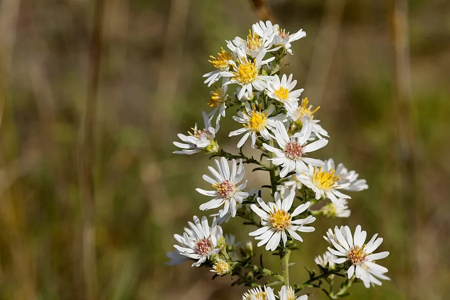 Aster