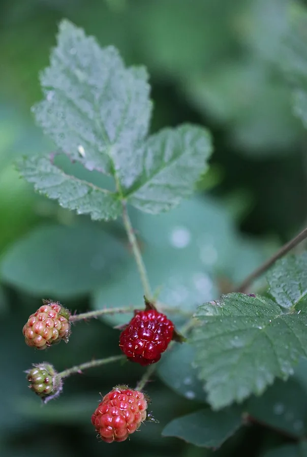 Boysenberry