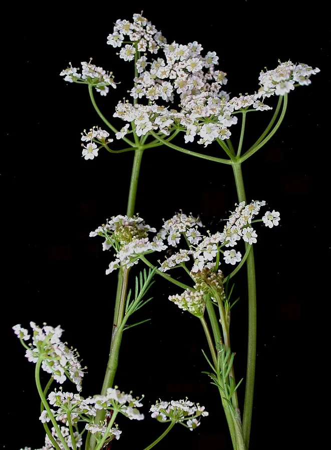 Caraway