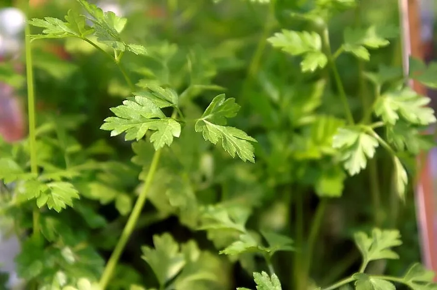 Chervil