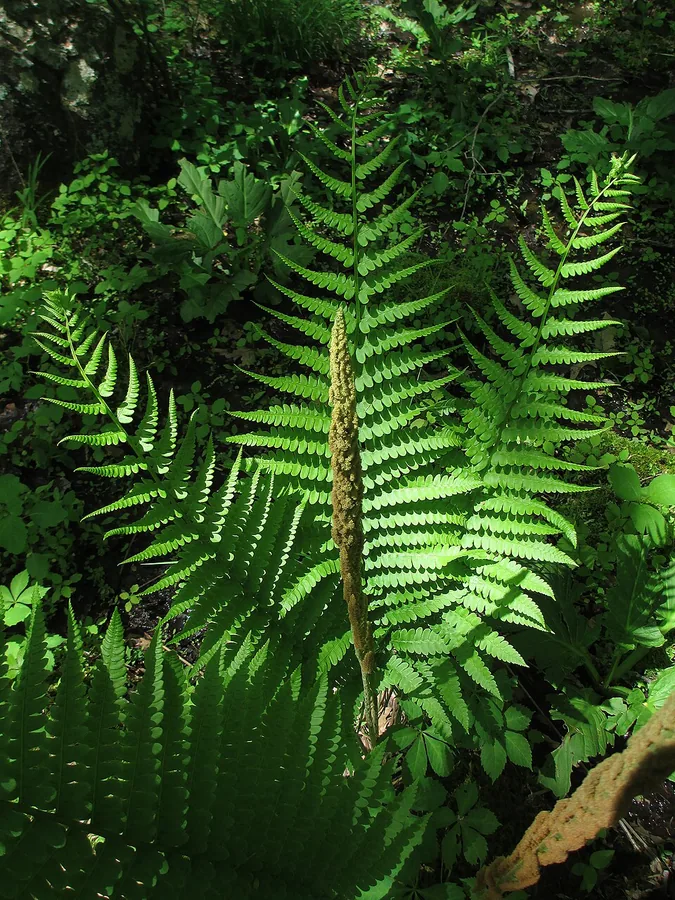 Cinnamon Fern