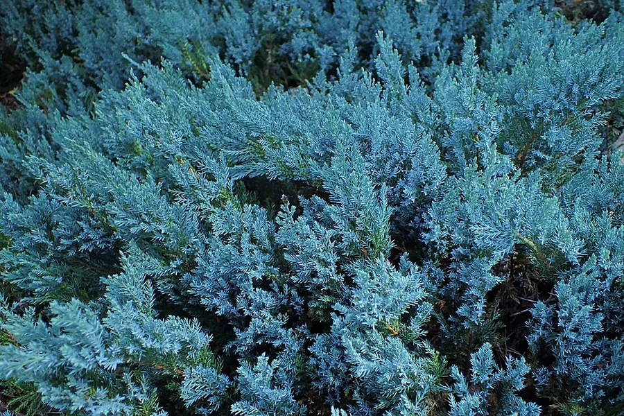 Creeping Juniper