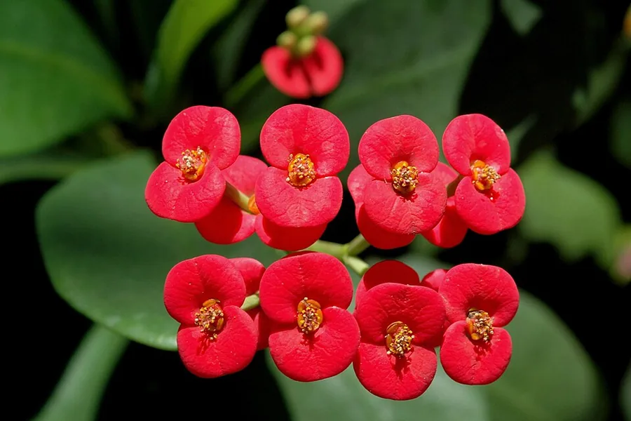 Crown of Thorns