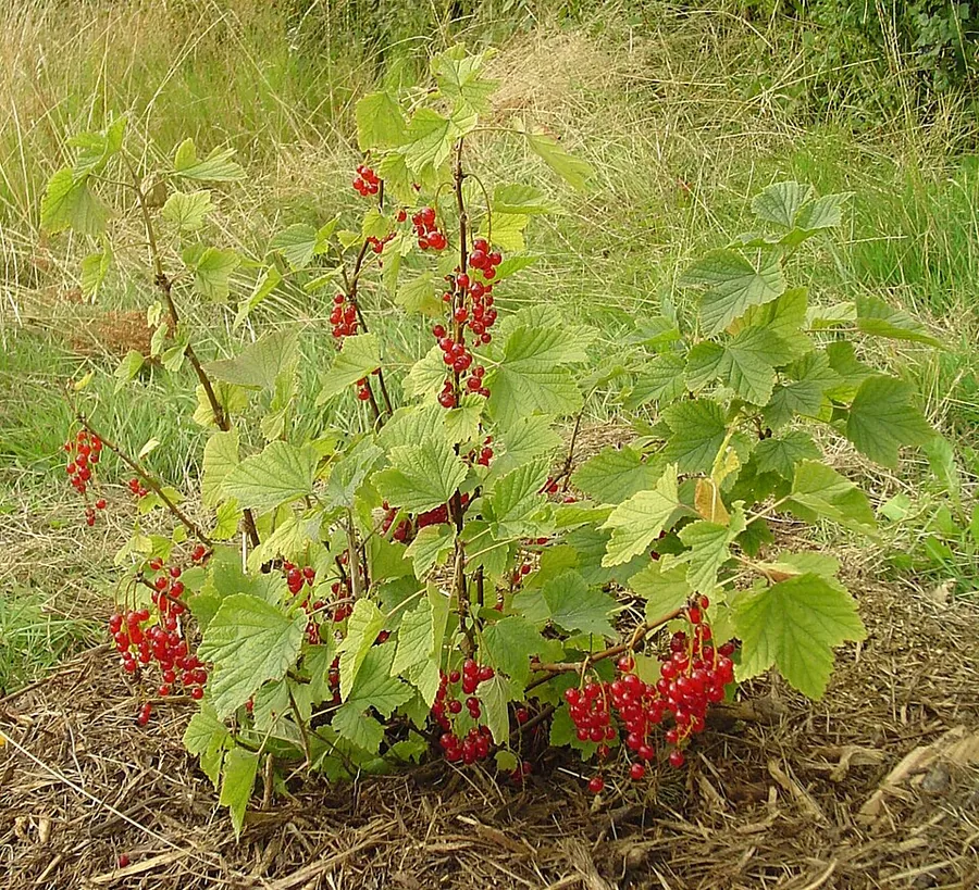Currant