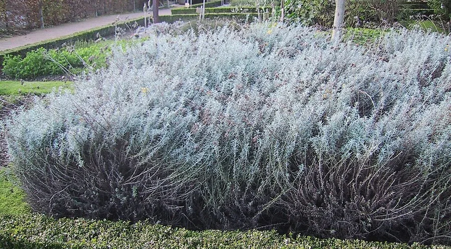 Curry Plant