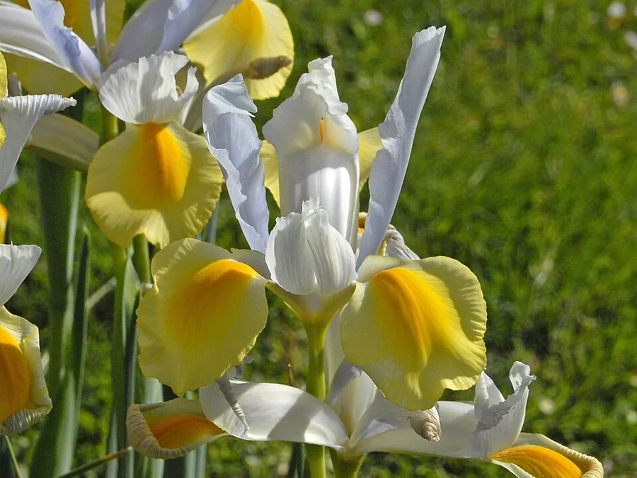 Dutch Iris