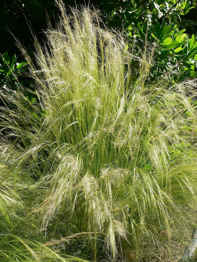 Mexican Feather Grass