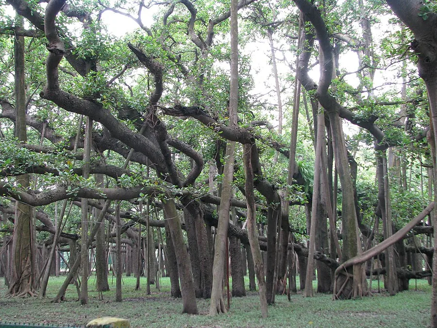 Ficus Audrey