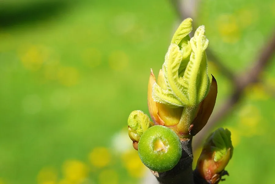 Common Fig