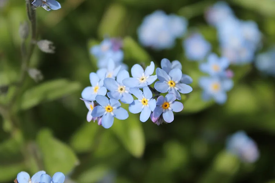 Forget-me-not