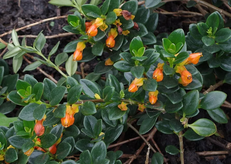 Goldfish Plant