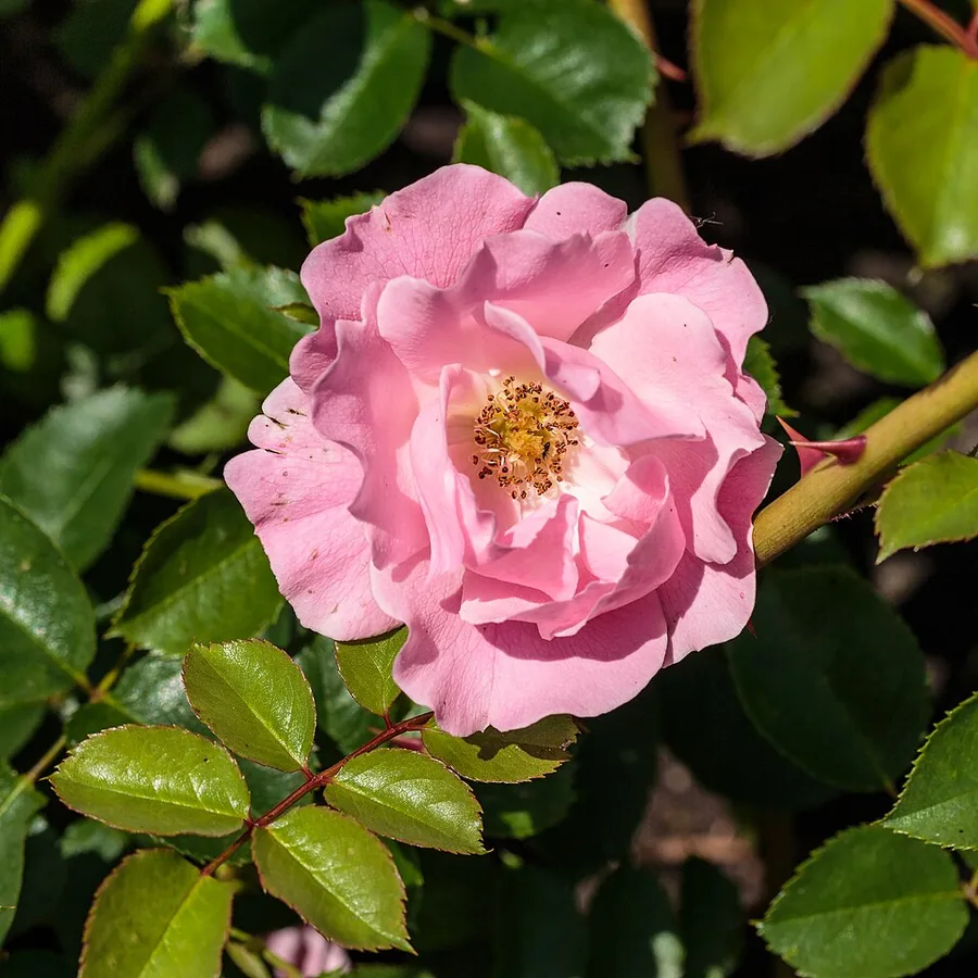 Groundcover Rose