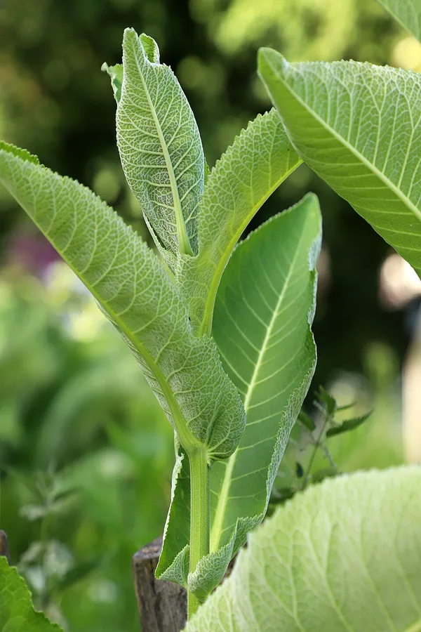 Horseradish