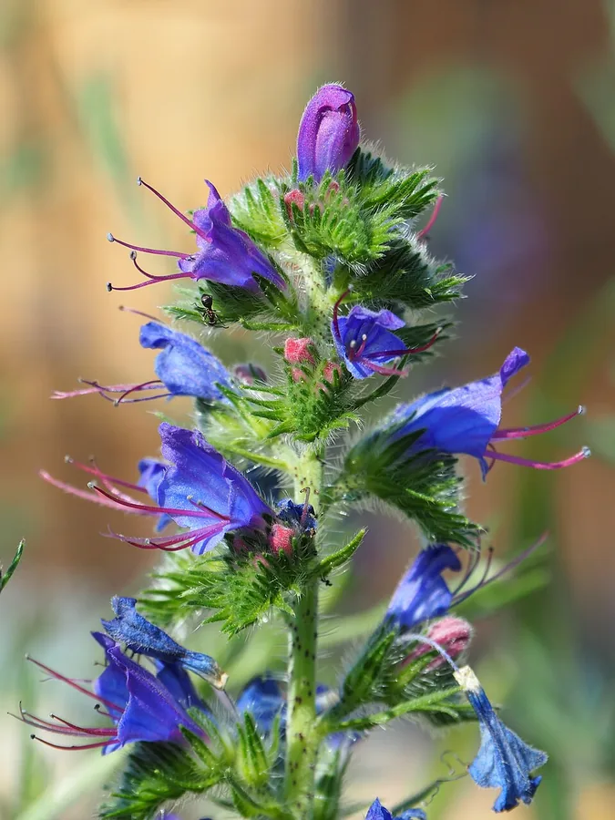 Hyssop
