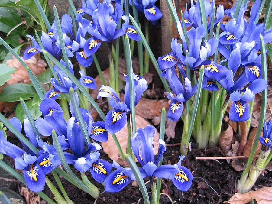 Reticulated Iris