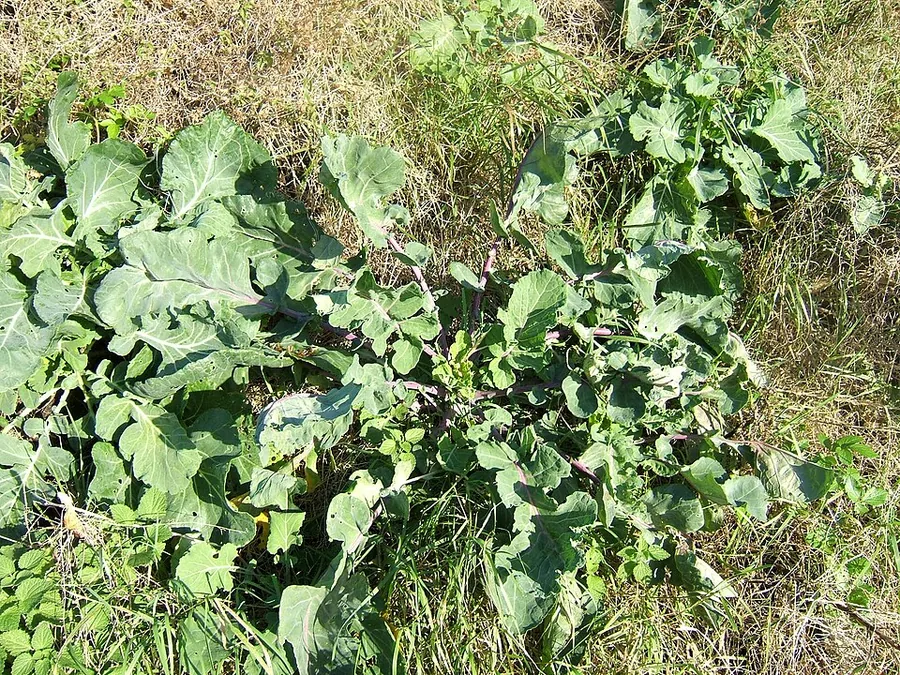 Kohlrabi