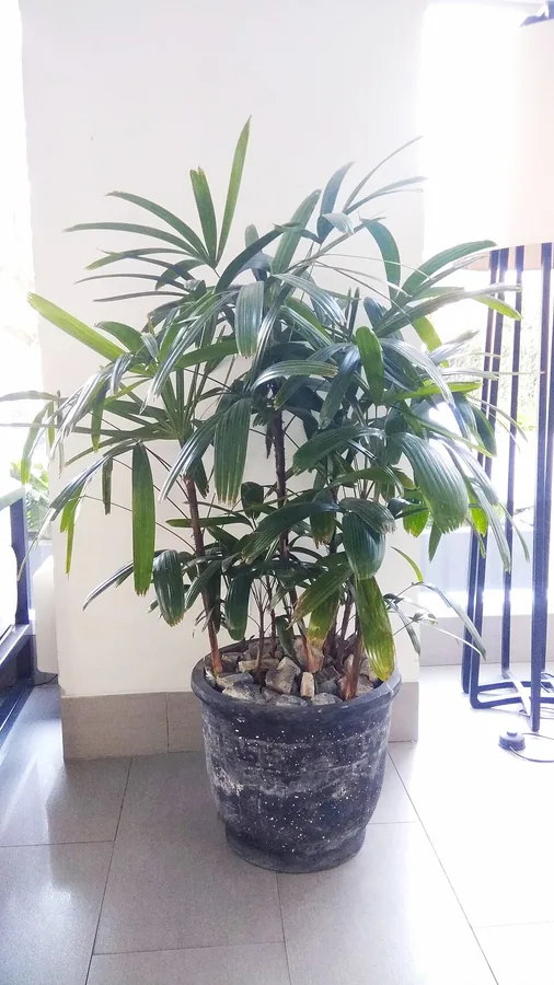 Lady Palm