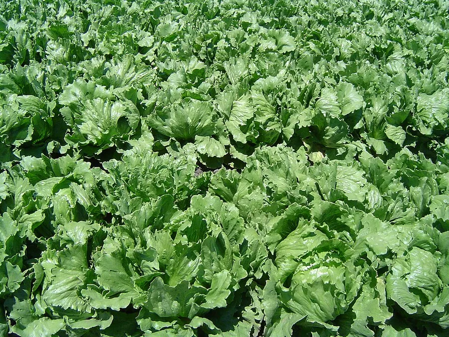 Lettuce