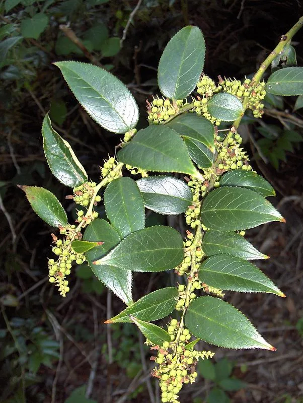 Drooping Leucothoe