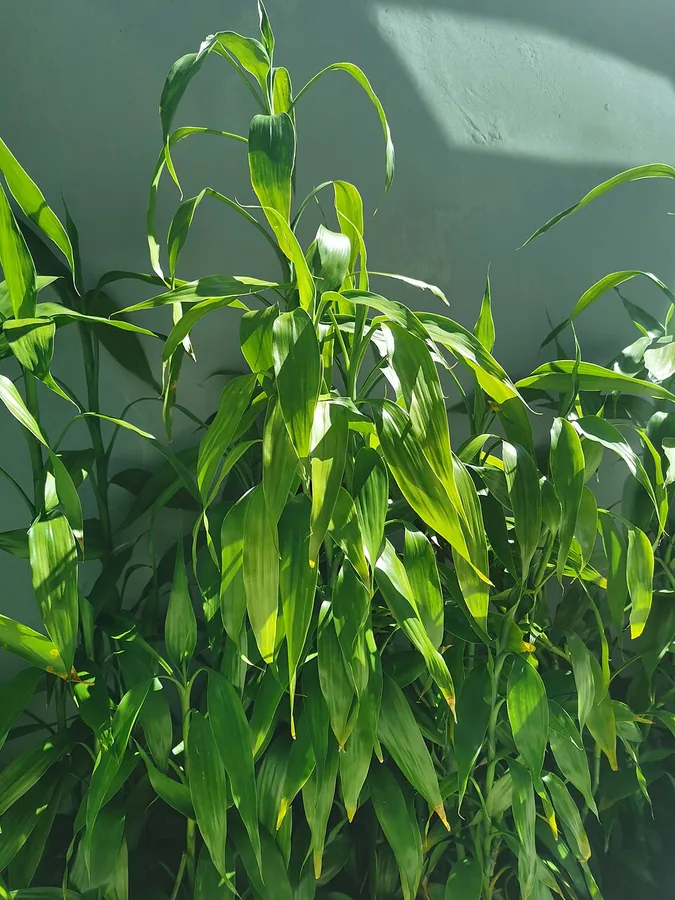 Lucky Bamboo