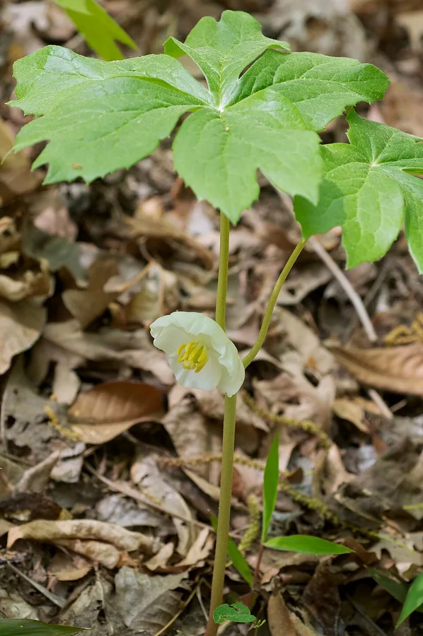 Mayapple