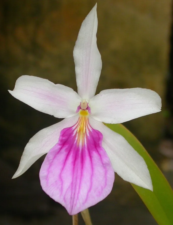 Brazilian Pansy Orchid