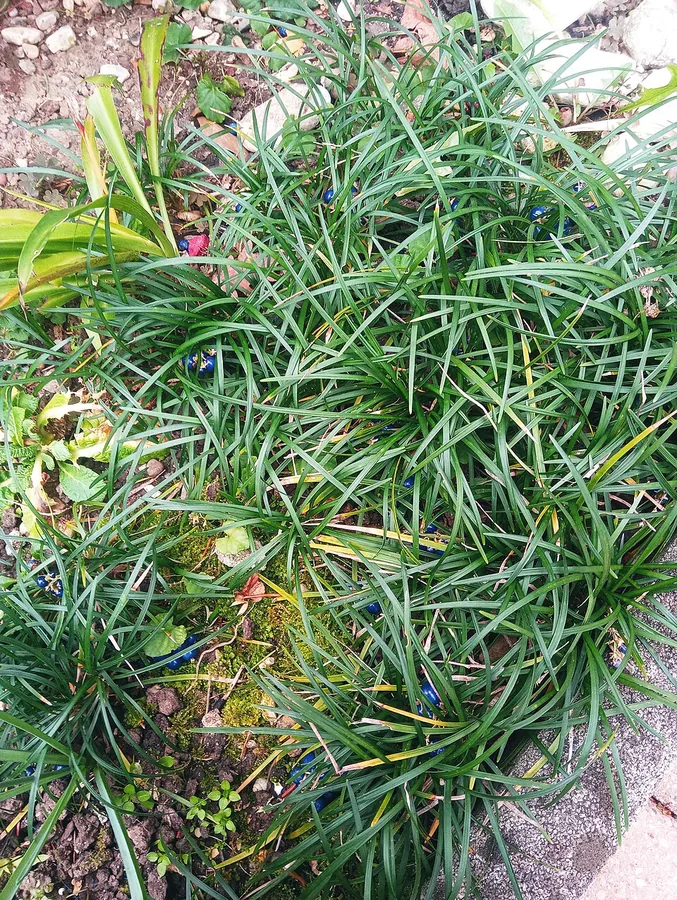 Mondo Grass